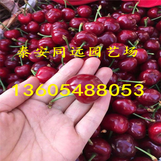 哪里有賣早大果櫻桃，早大果櫻桃特點