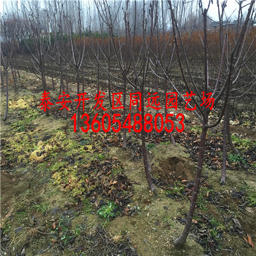 病蟲害少的櫻桃小苗，櫻桃小苗批發(fā)多少錢