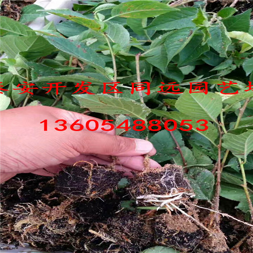 櫻桃小苗賣價是多少、櫻桃小苗哪里出售