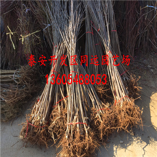 黑蘭特櫻桃，黑蘭特櫻桃苗