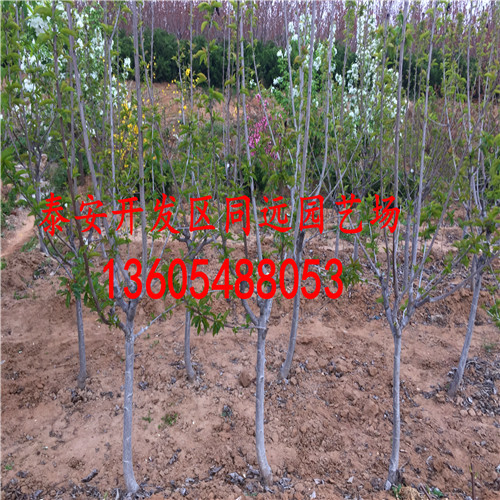 甜度高的，一畝地種植多少棵啊