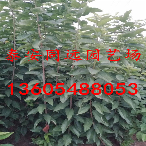 病蟲害少的矮化櫻桃樹，矮化櫻桃樹量大優(yōu)惠