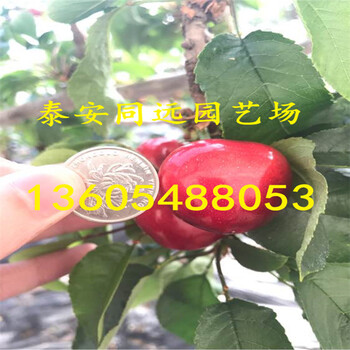 好栽植的，用什么授粉樹