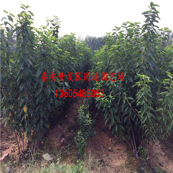 ，什么時(shí)候栽植好