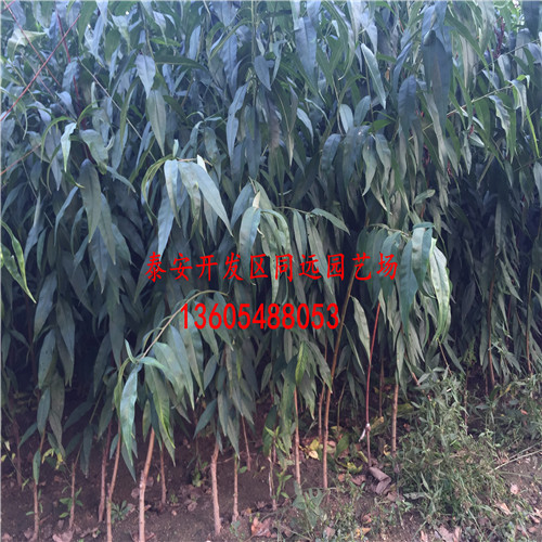 明月油蟠樹苗、明月油蟠樹苗用什么授粉樹