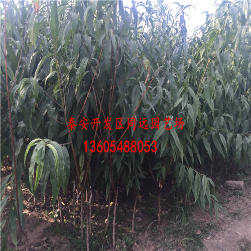 哪里供應桃樹實生苗、買桃樹實生苗提供的種植技術