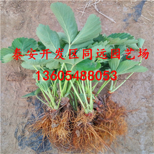 黔莓2號草莓苗出售基地、黔莓2號草莓苗多少錢一株