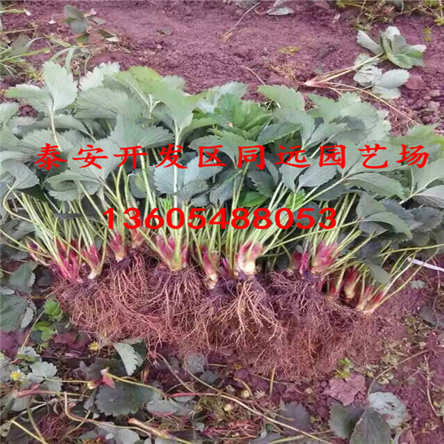 黔莓2號草莓苗出售基地、黔莓2號草莓苗多少錢一株