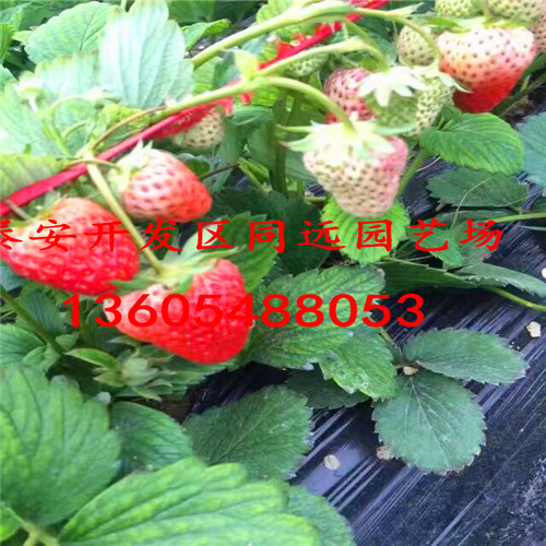 冬花草莓苗出售基地、冬花草莓苗多少钱一株