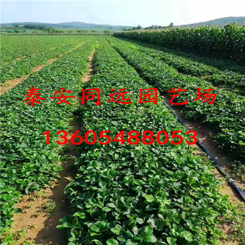 2018年秋季京郊小白草莓苗这里卖的价格合理