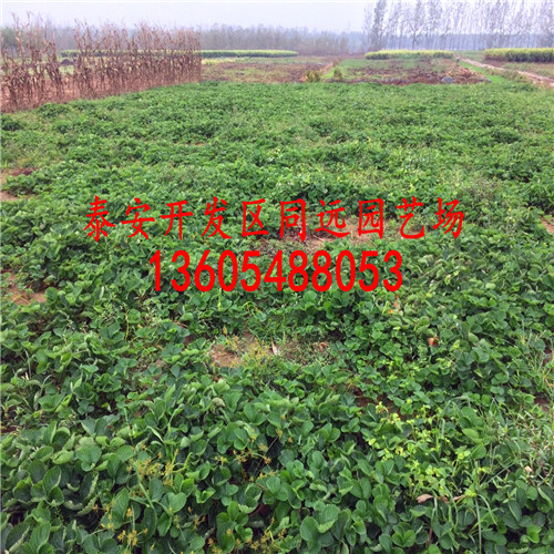 一般選擇栽植紅玉草莓苗的價(jià)格與行情