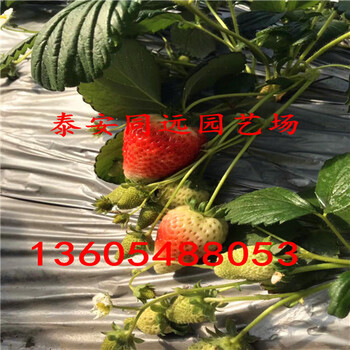 政源一號(hào)草莓苗今日?qǐng)?bào)價(jià)、政源一號(hào)草莓苗如何選購(gòu)