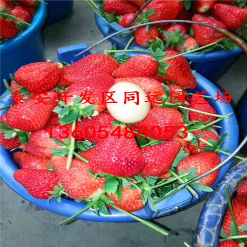 2018年秋季红宝草莓苗这里卖的价格合理