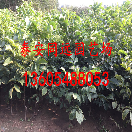 品質(zhì)好的核桃實(shí)生苗、核桃實(shí)生苗畝產(chǎn)多少斤