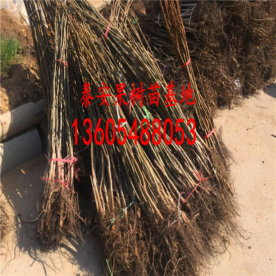 碧根果樹苗價(jià)格及種植