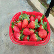 发展种植红颜草莓苗收入可观红颜草莓苗2018年新报价