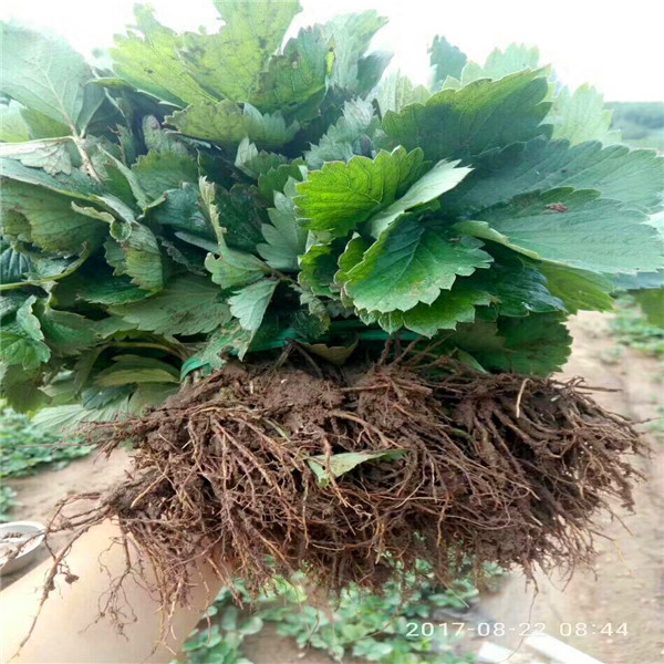 購買我們的奶油草莓苗可簽訂合同