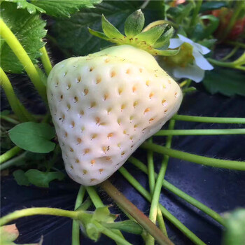 秋季出售草莓生產(chǎn)苗紅顏草莓苗每日報價