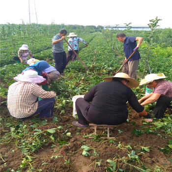 章姬草莓苗高产稳定章姬草莓苗包成活包技术