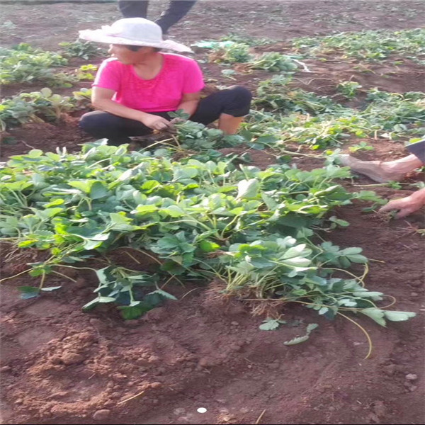 常年出售各類品種草莓苗 妙香7號草莓苗價格公道