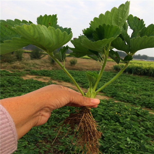 桃熏草莓苗高產 桃熏草莓苗包成活包技術