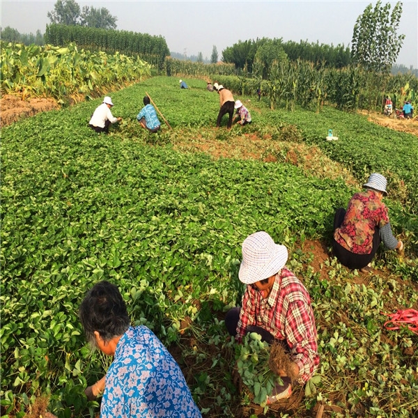 法兰地草莓苗多少钱一棵 法兰地草莓苗育苗基地