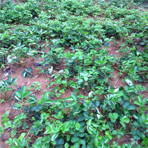 桃熏草莓苗多少錢一棵 桃熏草莓苗育苗基地
