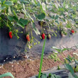 奶油草莓苗高产稳定奶油草莓苗包成活包技术图片
