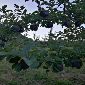 受市场认可的烟富系列苹果苗、栽植烟富系列苹果苗成本