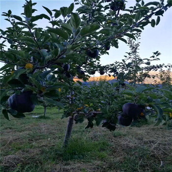 西施红苹果苗2018年大量批发、同远西施红苹果苗育苗基地