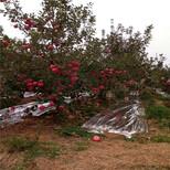 什么时候种植津轻苹果苗好、供应津轻苹果苗图片1