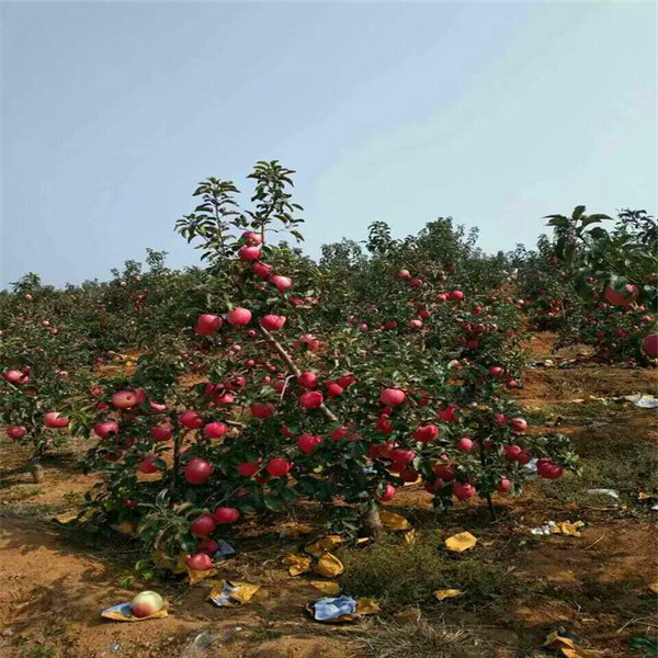 苹果苗、大型桑萨苹果苗培育基地
