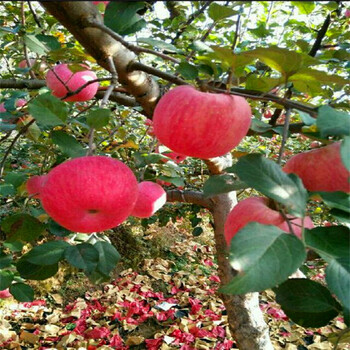什么時(shí)候種植西施紅蘋果苗好、供應(yīng)西施紅蘋果苗