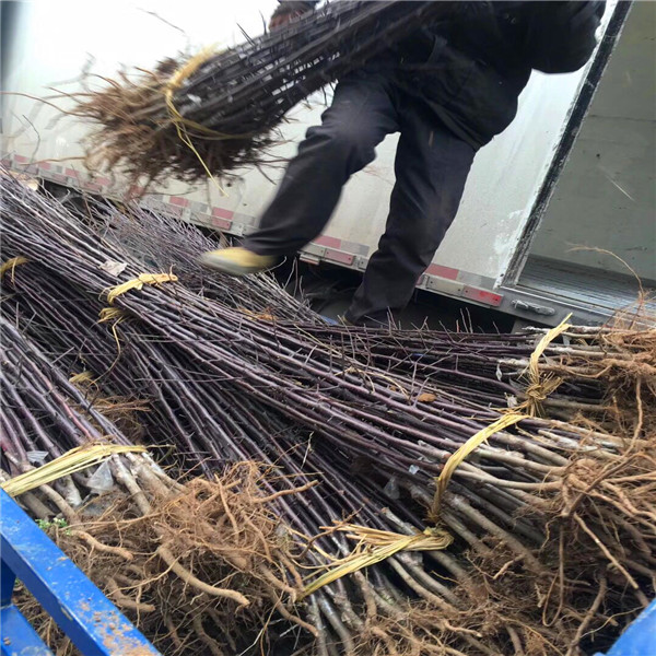 苹果苗基地、早红宝苹果苗供货商