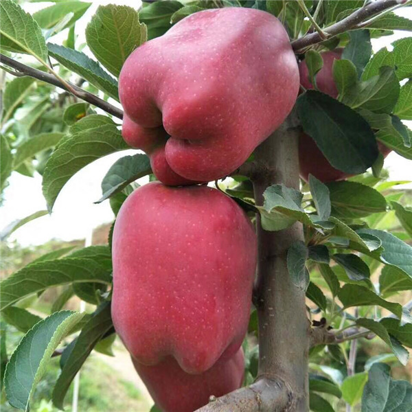 红苹果苗出售价格、适合种植的苹果苗品种