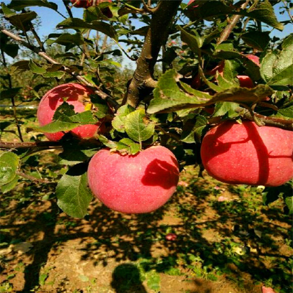 黑宝石苹果苗出售价格、适合种植的苹果苗品种