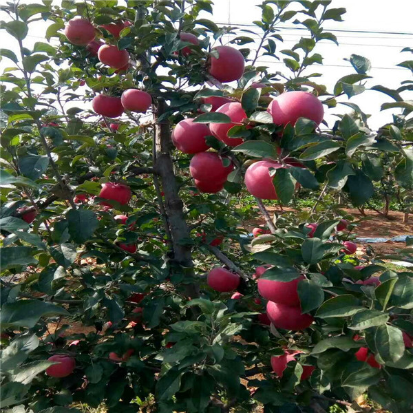 鸡冠苹果苗2018年大量批发、同远鸡冠苹果苗育苗基地