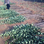 什么时候种植秀彬一号苹果苗好、供应秀彬一号苹果苗图片4