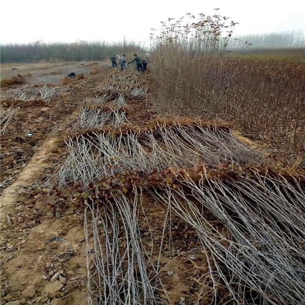 2018年早霞苹果苗出售价格是多少