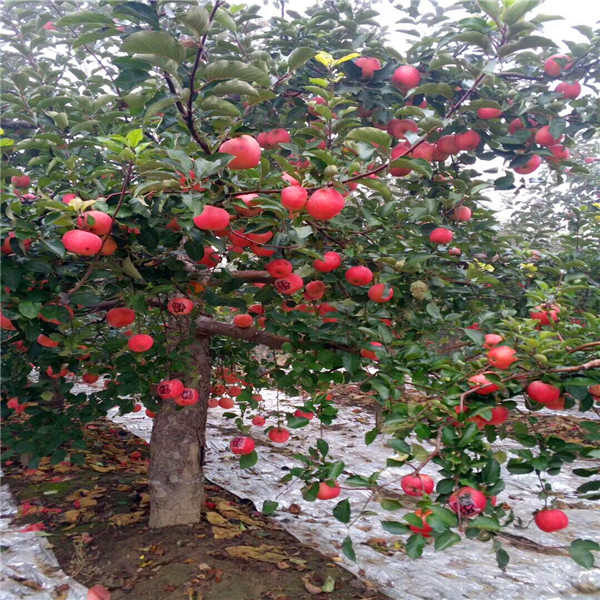 红苹果苗出售价格、适合种植的苹果苗品种