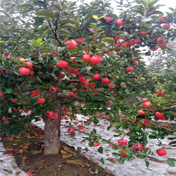 嘎啦苹果苗出售价格、适合种植的苹果苗品种