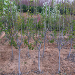 苹果苗、大型桑萨苹果苗培育基地图片2