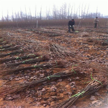 我想买红旋风梨树苗、荆州红旋风梨树苗基地