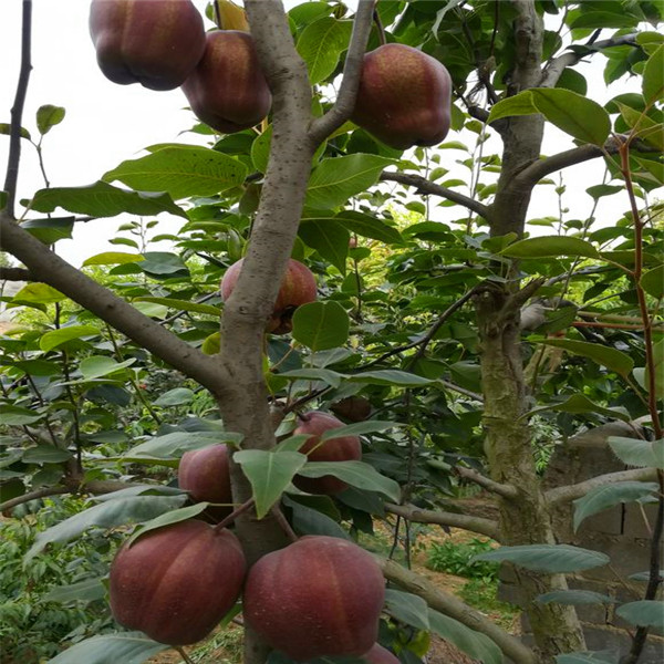 玉露香梨树苗种植条件、玉露香梨树苗品种介绍