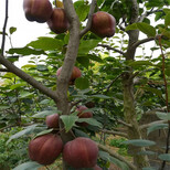 玉露香梨树苗种植条件、玉露香梨树苗品种介绍图片3