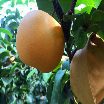 金香水梨树苗种植条件、金香水梨树苗品种介绍