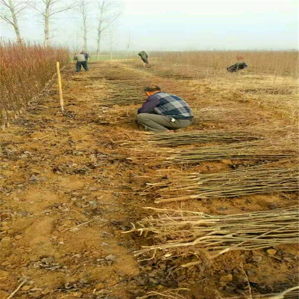 我想买红旋风梨树苗、荆州红旋风梨树苗基地