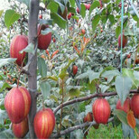 2019年春季奇红早酥梨树苗价格一览表图片1