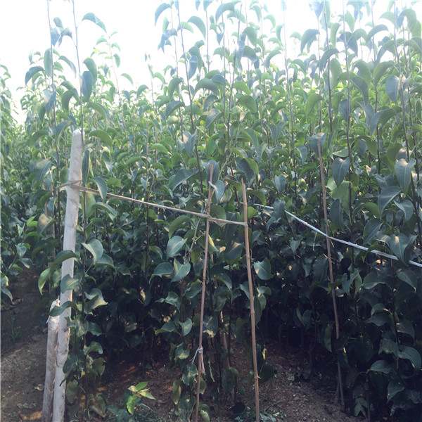 大果高产红太阳梨树苗供应、红太阳梨树苗种植基地