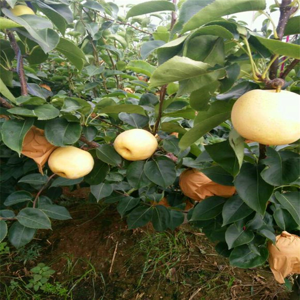 种植哪个梨树苗品种好、意大利黑梨树苗价格很不错